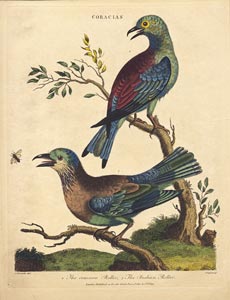 bird encyclopedia print