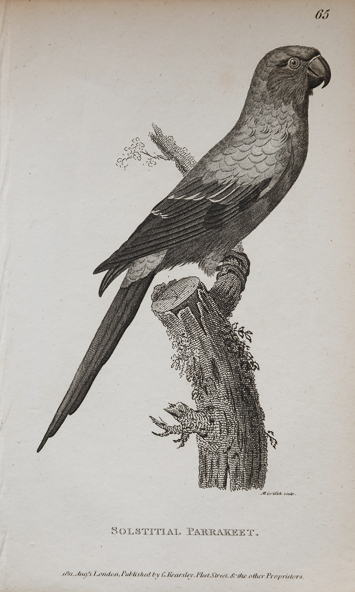 ornithological antique paper prings